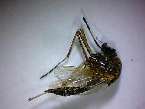  ( - NMNH2017-052-D10)  @12 [ ] Copyright (2018) Adam Goodwin VecTech