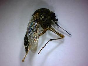  ( - NMNH2017-052-D10)  @12 [ ] Copyright (2018) Adam Goodwin VecTech