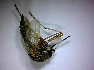  ( - NMNH2017-052-D10)  @12 [ ] Copyright (2018) Adam Goodwin VecTech