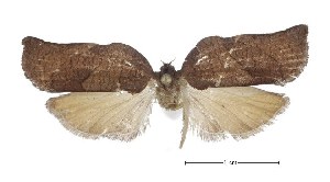  (Homona trachyptera - USNM ENT 00933932)  @15 [ ] Unspecified (default): All Rights Reserved  Unspecified Unspecified