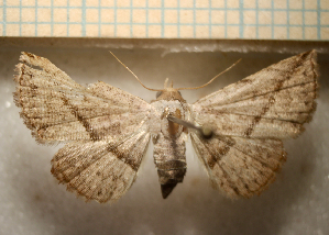  ( - MJP00345)  @11 [ ] Unspecified (default): All Rights Reserved (2052) State Museum of Natural History Karlsruhe State Museum of Natural History Karlsruhe