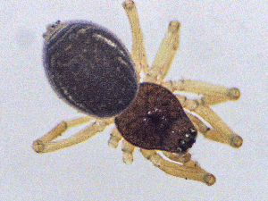  ( - SMNK-ARA-20184)  @11 [ ] CreativeCommons  Attribution (by) (2024) Unspecified Natural History Museum Karlsruhe