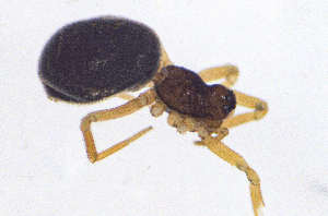  ( - SMNK-ARA-20185)  @11 [ ] CreativeCommons  Attribution (by)  Unspecified Natural History Museum Karlsruhe