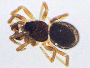  ( - SMNK-ARA-20186)  @11 [ ] CreativeCommons  Attribution (by) (2024) Unspecified Natural History Museum Karlsruhe