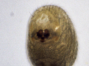  ( - SMNK-ARA-20188)  @11 [ ] CreativeCommons  Attribution (by)  Unspecified Natural History Museum Karlsruhe