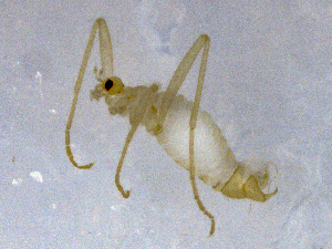  ( - SMNK-CHIO-001)  @11 [ ] CreativeCommons  Attribution (by)  Unspecified Natural History Museum Karlsruhe
