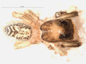  ( - SMNK-ARA 08884)  @11 [ ] Copyright  GBOL-Team ZFMK Staatliches Museum f&uuml;r Naturkunde Karlsruhe