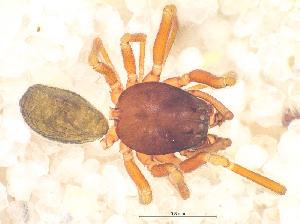  ( - SMNK-ARA 08953)  @11 [ ] Copyright  GBOL-Team ZFMK Staatliches Museum für Naturkunde Karlsruhe