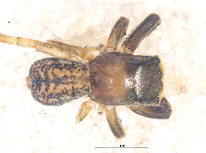  ( - SMNK-ARA 08965)  @11 [ ] Copyright  GBOL-Team ZFMK Staatliches Museum f&uuml;r Naturkunde Karlsruhe