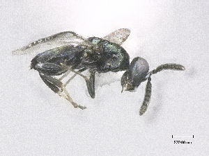  ( - SMNS_38774)  @11 [ ] CreativeCommons  Attribution Share-Alike (by-sa) (2020) State Museum of Natural History Stuttgart State Museum of Natural History Stuttgart