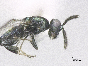  ( - SMNS_38774)  @11 [ ] CreativeCommons  Attribution Share-Alike (by-sa) (2020) State Museum of Natural History Stuttgart State Museum of Natural History Stuttgart