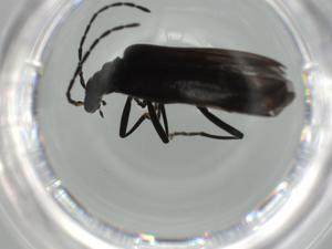  ( - BIOUG65113-D01)  @11 [ ] CreativeCommons - Attribution (2021) Centre for Biodiversity Genomics Centre for Biodiversity Genomics