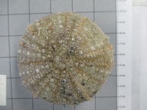  ( - SeaMP_SB202)  @11 [ ] Unspecified (default): All Rights Reserved (2022) Unspecified Unspecified
