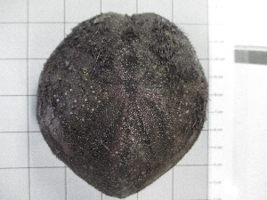  (Spatangus capensis - SeaMP_SB203)  @11 [ ] Unspecified (default): All Rights Reserved (2022) Unspecified Unspecified