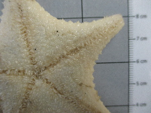  ( - SeaMP_SB220)  @11 [ ] Unspecified (default): All Rights Reserved (2022) Unspecified Unspecified