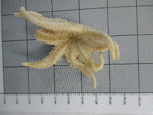  (Crossaster penicillatus - SeaMP_SB224)  @11 [ ] Unspecified (default): All Rights Reserved (2022) Unspecified Unspecified