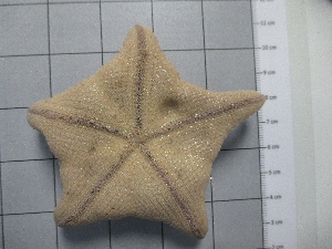  ( - SeaMP_SB279)  @11 [ ] Unspecified (default): All Rights Reserved (2023) Unspecified Unspecified