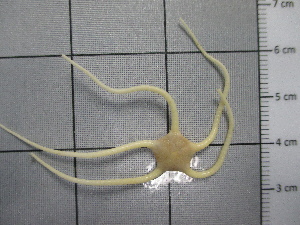  (Ophiuroglypha costata - SeaMP_SB286)  @11 [ ] Unspecified (default): All Rights Reserved (2023) Unspecified Unspecified