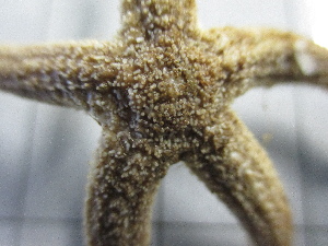  ( - SeaMP_SB029)  @11 [ ] Unspecified (default): All Rights Reserved (2022) Unspecified Unspecified