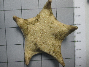  ( - SeaMP_SB309)  @11 [ ] Unspecified (default): All Rights Reserved (2023) Unspecified Unspecified