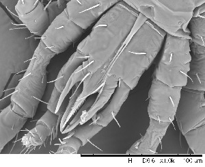  ( - HUJINVACA24)  @11 [ ] CreativeCommons - Attribution Non-Commercial Share-Alike (2017) Eric Palevsky Agricultural Research Organization