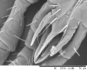 ( - HUJINVACA24)  @11 [ ] CreativeCommons - Attribution Non-Commercial Share-Alike (2017) Eric Palevsky Agricultural Research Organization