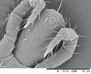  ( - HUJINVACA24)  @11 [ ] CreativeCommons - Attribution Non-Commercial Share-Alike (2017) Eric Palevsky Agricultural Research Organization