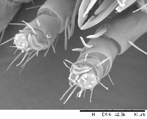  ( - HUJINVACA24)  @11 [ ] CreativeCommons - Attribution Non-Commercial Share-Alike (2017) Eric Palevsky Agricultural Research Organization