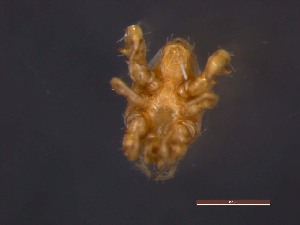  ( - MZNA442745)  @11 [ ] No Rights Reserved (2016) Eric Palevsky Agricultural Research Organization, Israel