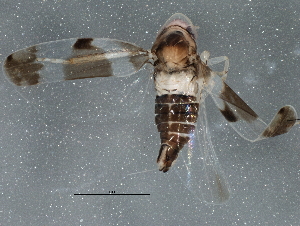  ( - BIOUG05609-B01)  @11 [ ] CreativeCommons - Attribution (2013) CBG Photography Group Centre for Biodiversity Genomics