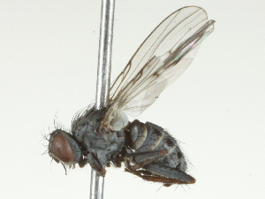  ( - BIOUG05501-D02)  @13 [ ] CreativeCommons - Attribution (2013) CBG Photography Group Centre for Biodiversity Genomics