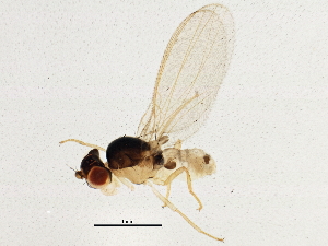  ( - BIOUG05535-G05)  @13 [ ] CreativeCommons - Attribution (2013) CBG Photography Group Centre for Biodiversity Genomics