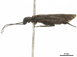  ( - BIOUG05596-E06)  @11 [ ] CreativeCommons - Attribution (2020) CBG Photography Group Centre for Biodiversity Genomics