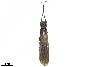  ( - BIOUG05596-E06)  @11 [ ] CreativeCommons - Attribution (2020) CBG Photography Group Centre for Biodiversity Genomics