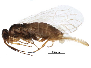  ( - BIOUG05598-F10)  @13 [ ] CreativeCommons - Attribution (2016) CBG Photography Group Centre for Biodiversity Genomics