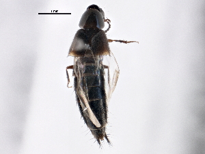  ( - BIOUG05621-E07)  @13 [ ] CreativeCommons - Attribution (2013) CBG Photography Group Centre for Biodiversity Genomics