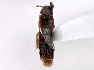  (Heterothops cognatus - BIOUG05621-F11)  @14 [ ] CreativeCommons - Attribution (2013) CBG Photography Group Centre for Biodiversity Genomics