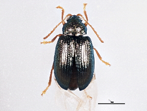  ( - BIOUG05673-A12)  @13 [ ] CreativeCommons - Attribution (2013) CBG Photography Group Centre for Biodiversity Genomics