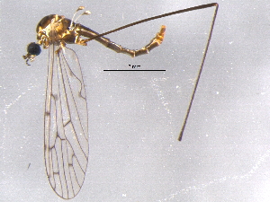  ( - BIOUG05502-D11)  @12 [ ] CreativeCommons - Attribution (2012) CBG Photography Group Centre for Biodiversity Genomics