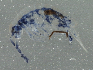  ( - BIOUG05525-C10)  @14 [ ] CreativeCommons - Attribution (2013) CBG Photography Group Centre for Biodiversity Genomics