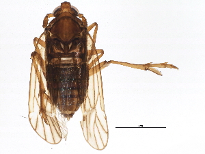  (Delphacodes capnodes - BIOUG05525-F06)  @14 [ ] CreativeCommons - Attribution (2013) CBG Photography Group Centre for Biodiversity Genomics