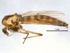  ( - BIOUG05537-B01)  @11 [ ] CreativeCommons - Attribution (2012) CBG Photography Group Centre for Biodiversity Genomics
