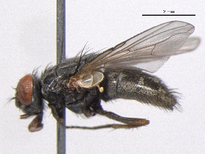  ( - BIOUG05549-D09)  @13 [ ] CreativeCommons - Attribution (2012) CBG Photography Group Centre for Biodiversity Genomics