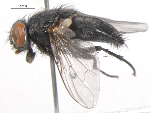 ( - BIOUG05549-H10)  @14 [ ] CreativeCommons - Attribution (2012) CBG Photography Group Centre for Biodiversity Genomics