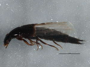  ( - BIOUG05555-D09)  @13 [ ] CreativeCommons - Attribution (2013) CBG Photography Group Centre for Biodiversity Genomics