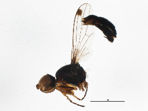  ( - BIOUG05593-B03)  @12 [ ] CreativeCommons - Attribution (2013) CBG Photography Group Centre for Biodiversity Genomics