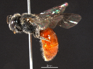  ( - BIOUG05607-F07)  @13 [ ] CreativeCommons - Attribution (2012) CBG Photography Group Centre for Biodiversity Genomics