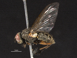  ( - BIOUG05656-F10)  @14 [ ] CreativeCommons - Attribution (2012) CBG Photography Group Centre for Biodiversity Genomics