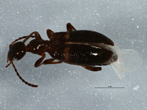  ( - BIOUG05699-H04)  @13 [ ] CreativeCommons - Attribution (2013) CBG Photography Group Centre for Biodiversity Genomics