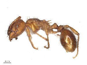  (Myrmica rugulosa PS1 - BIOUG08597-C06)  @11 [ ] CreativeCommons - Attribution Share - Alike (2025) CBG Photography Group Centre for Biodiversity Genomics